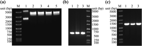 Details are in the caption following the image