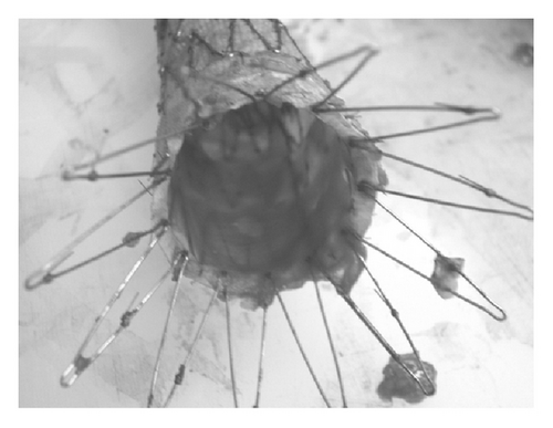 Details are in the caption following the image Details are in the caption following the image