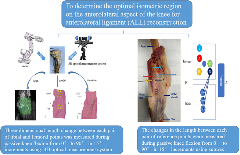 A Cadaveric Study of the Optimal Isometric Region on the Anterolateral Surface of the Knee in Anterolateral Ligament Reconstruction