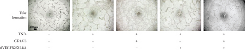 Details are in the caption following the image