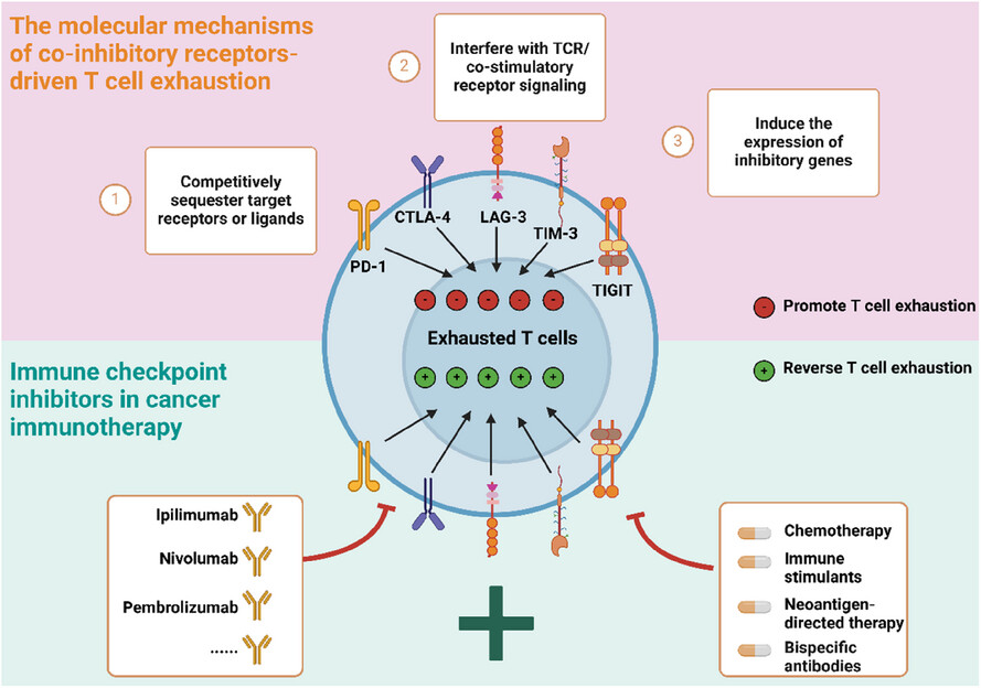 Unravelling T cell exhaustion through co-inhibitory receptors and its transformative role in cancer immunotherapy