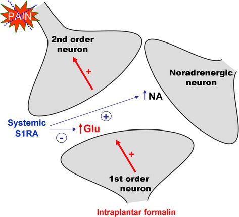 Effects of the selective sigma-1 receptor antagonist S1RA on formalin-induced pain behavior and neurotransmitter release in the spinal cord in rats