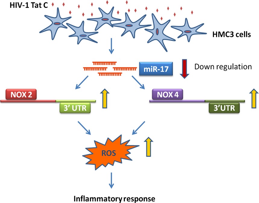 HIV-1 Tat C modulates NOX2 and NOX4 expressions through miR-17 in a human microglial cell line