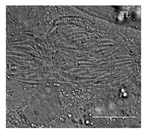 Details are in the caption following the image