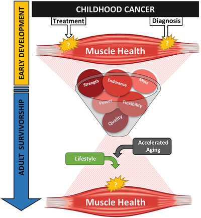 Skeletal muscle and childhood cancer: Where are we now and where we go from here