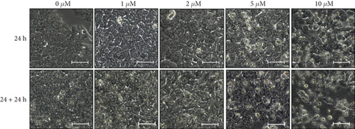 Details are in the caption following the image Details are in the caption following the image