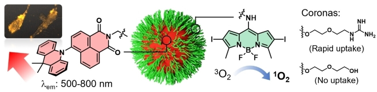 Polymer Dots with Delayed Fluorescence and Tunable Cellular Uptake for Photodynamic Therapy and Time-Gated Imaging