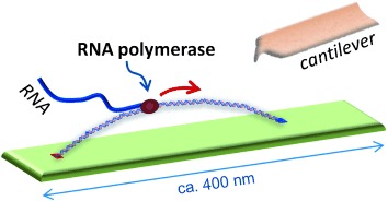 Direct Visualization of the Movement of a Single T7 RNA Polymerase and Transcription on a DNA Nanostructure
