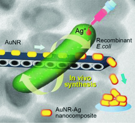 In Vivo Synthesis of Nanocomposites Using the Recombinant Escherichia coli