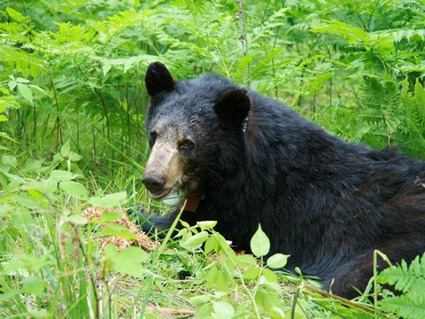 Scale-dependent home range optimality for a solitary omnivore