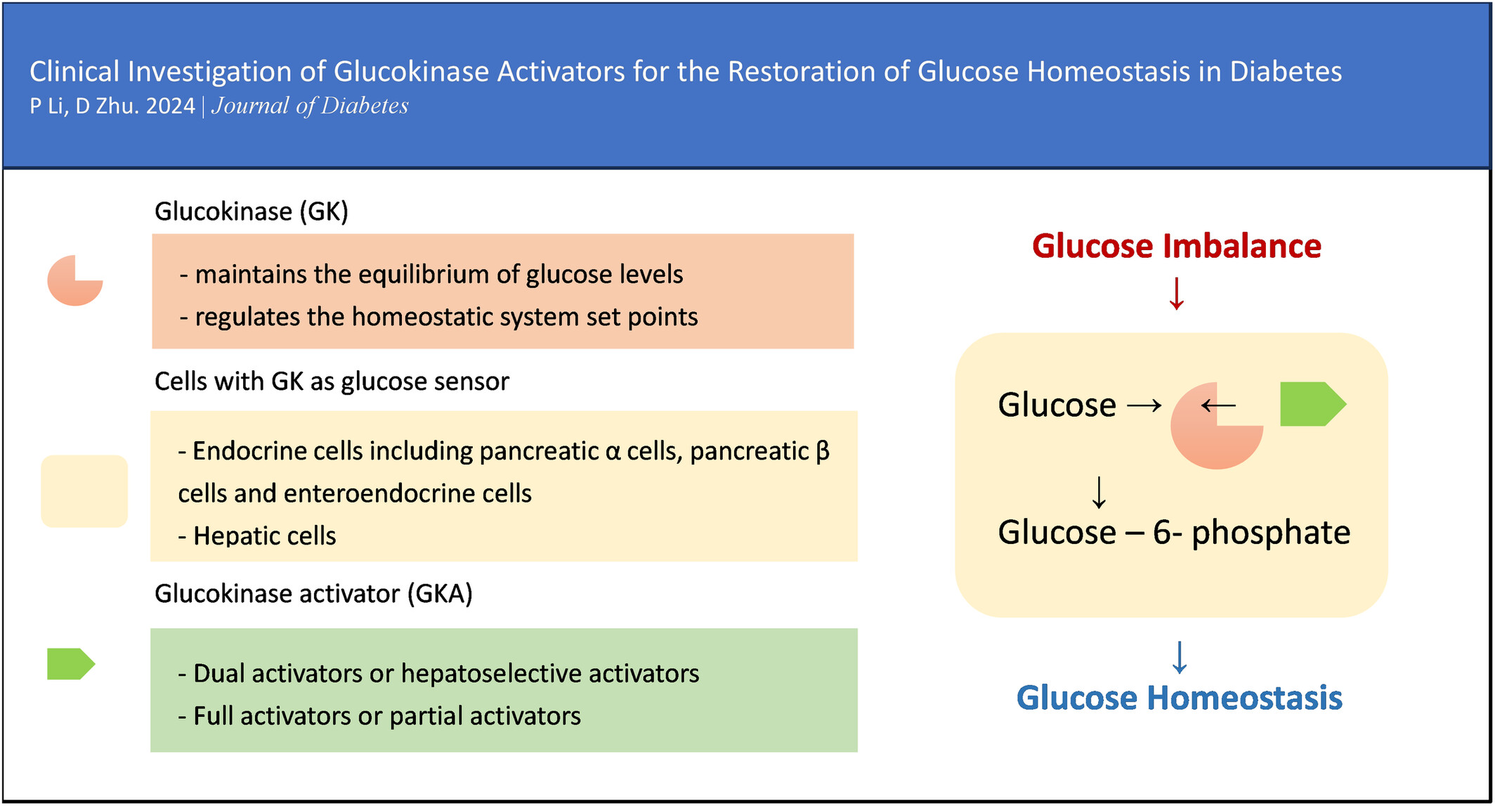 Clinical investigation of glucokinase activators for the restoration of glucose homeostasis in diabetes