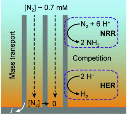 Modeling of Electrocatalytic Dinitrogen Reduction on Microstructured Electrodes