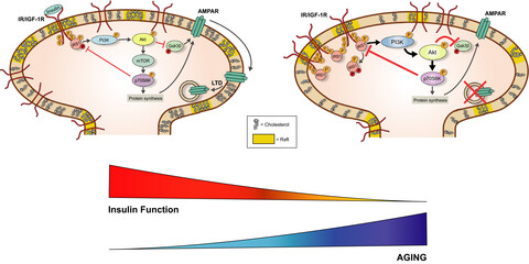 Age-associated cholesterol reduction triggers brain insulin resistance by facilitating ligand-independent receptor activation and pathway desensitization