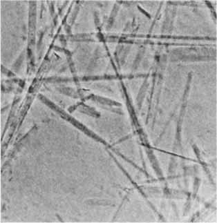 Stable Flexible Fibers and Rigid Tubules Made from Single-Chain Perfluoroalkylated Amphiphiles