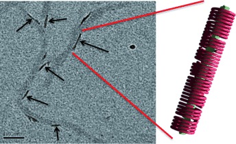 Templated Hierarchical Self-Assembly of Poly(p-aryltriazole) Foldamers