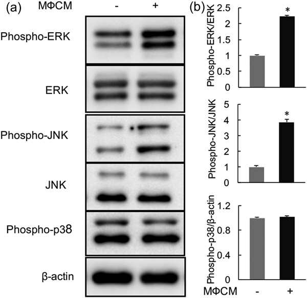 Proinflammatory macrophages promote degenerative phenotypes in rat nucleus pulpous cells partly through ERK and JNK signaling