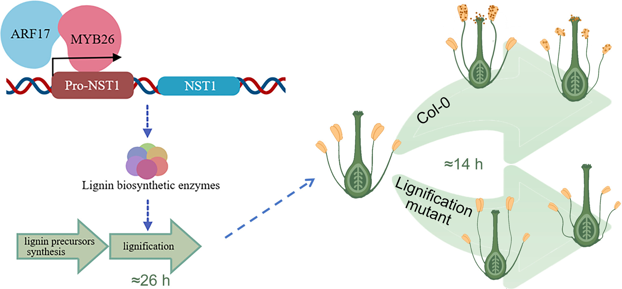 The regulatory mechanism of rapid lignification for timely anther dehiscence