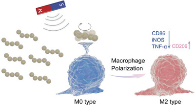 Mobile mechanical signal generator for macrophage polarization