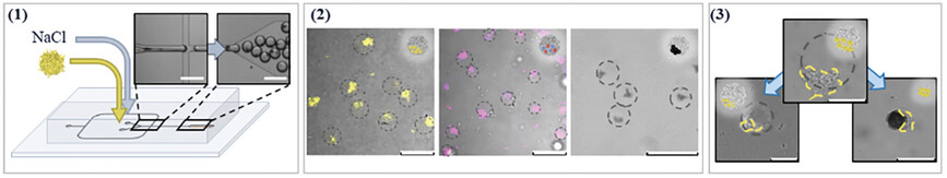 Ionic Strength-Induced Compartmentalization for Nanogel-in-Microgel Colloids