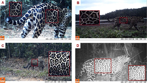 Density and habitat use of one of the last jaguar populations of the Brazilian Atlantic Forest: Is there still hope?