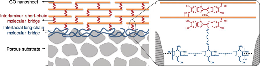 Molecular Bridges Stabilize Graphene Oxide Membranes in Water