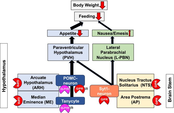 Glucose-dependent insulinotropic polypeptide receptor systems in the hypothalamus and the brainstem regulate feeding and weight through distinct pathways