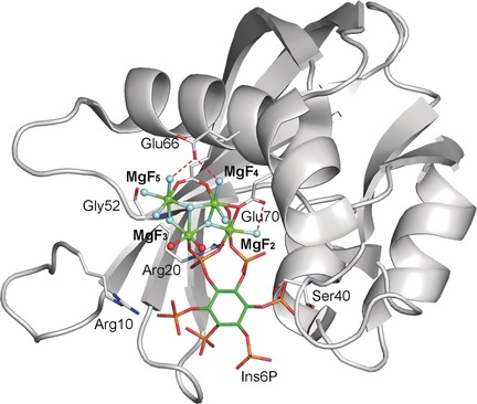 Metallfluoride als Analoga für Studien an Phosphoryltransferenzymen