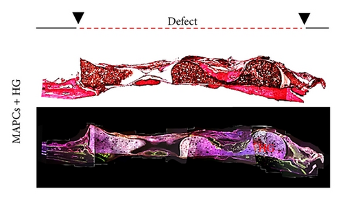Details are in the caption following the image Details are in the caption following the image