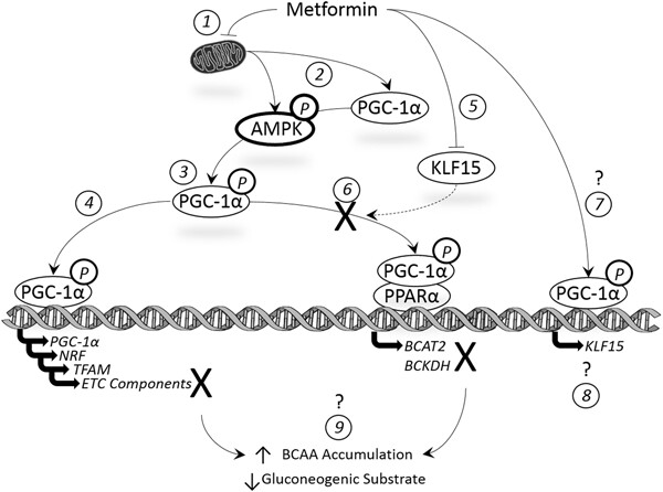 Effect of metformin on myotube BCAA catabolism