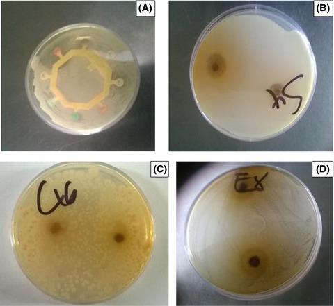 Evaluation of the proximate composition, antioxidant potential, and antimicrobial activity of mango seed kernel extracts