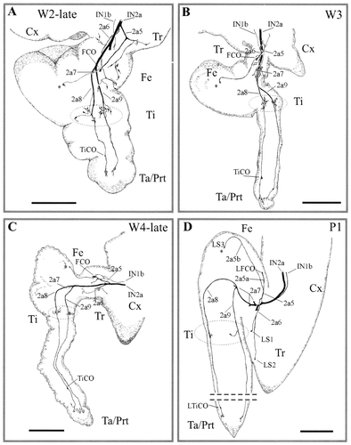 Details are in the caption following the image Details are in the caption following the image