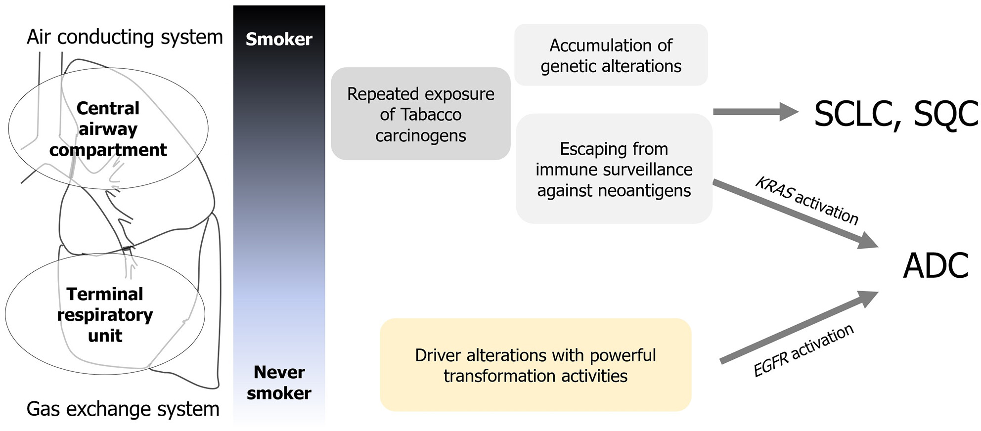 Molecular pathology of non-small cell carcinoma