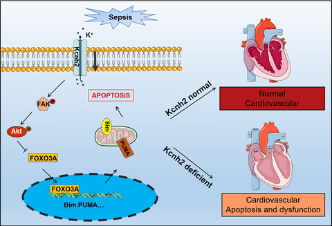 Kcnh2 mediates FAK/AKT-FOXO3A pathway to attenuate sepsis-induced cardiac dysfunction