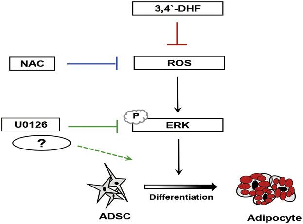 Regulation of Adipogenesis Through Differential Modulation of ROS and Kinase Signaling Pathways by 3,4′-Dihydroxyflavone Treatment