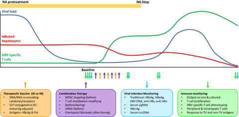 Designing the next-generation therapeutic vaccines to cure chronic hepatitis B: focus on antigen presentation, vaccine properties and effect measures