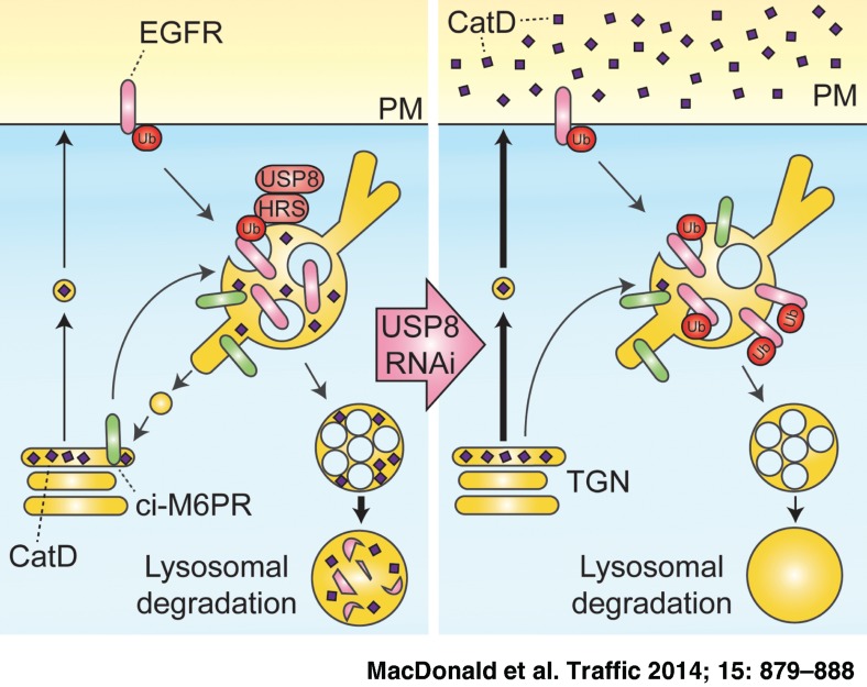 USP8 Controls the Trafficking and Sorting of Lysosomal Enzymes