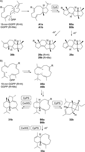 Details are in the caption following the image Details are in the caption following the image