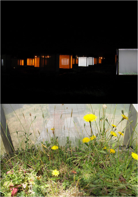 Long-term effects of artificial nighttime lighting and trophic complexity on plant biomass and foliar carbon and nitrogen in a grassland community