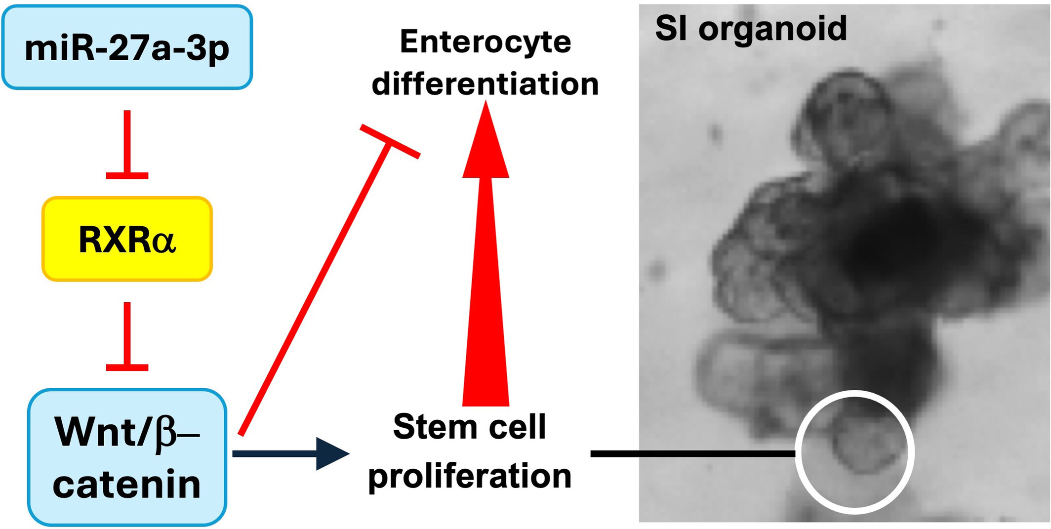 miR-27a-3p regulates intestinal cell proliferation and differentiation through Wnt/β-catenin signalling