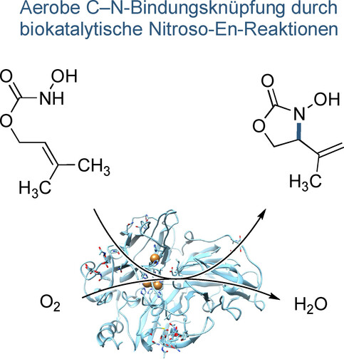 Aerobe C-N-Bindungsknüpfung durch enzymatische Nitroso-En-Reaktionen**