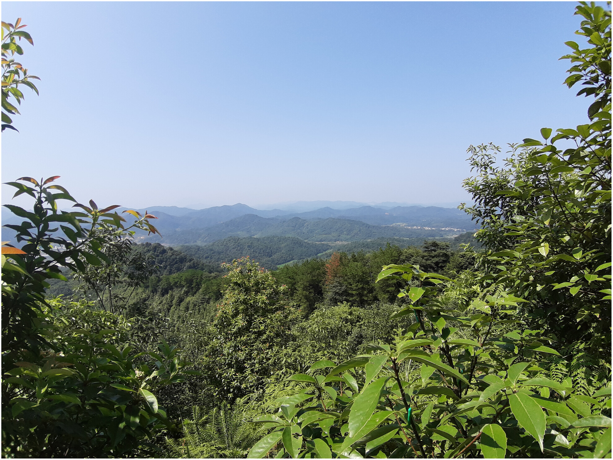 The spatial distribution of tree–tree interaction effects on soil microbial biomass and respiration