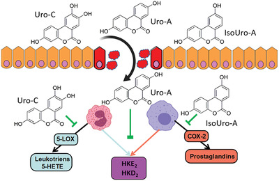 Inhibition of 5-Lipoxygenase-Derived Leukotrienes and Hemiketals as a Novel Anti-Inflammatory Mechanism of Urolithins