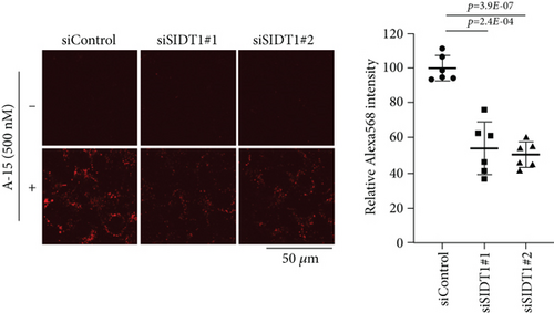 Details are in the caption following the image Details are in the caption following the image