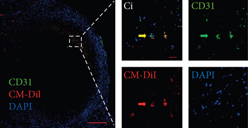 Details are in the caption following the image Details are in the caption following the image