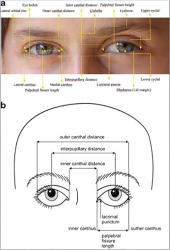 Details are in the caption following the image
