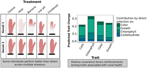 Positive genetic associations among fitness traits support evolvability of a reef-building coral under multiple stressors