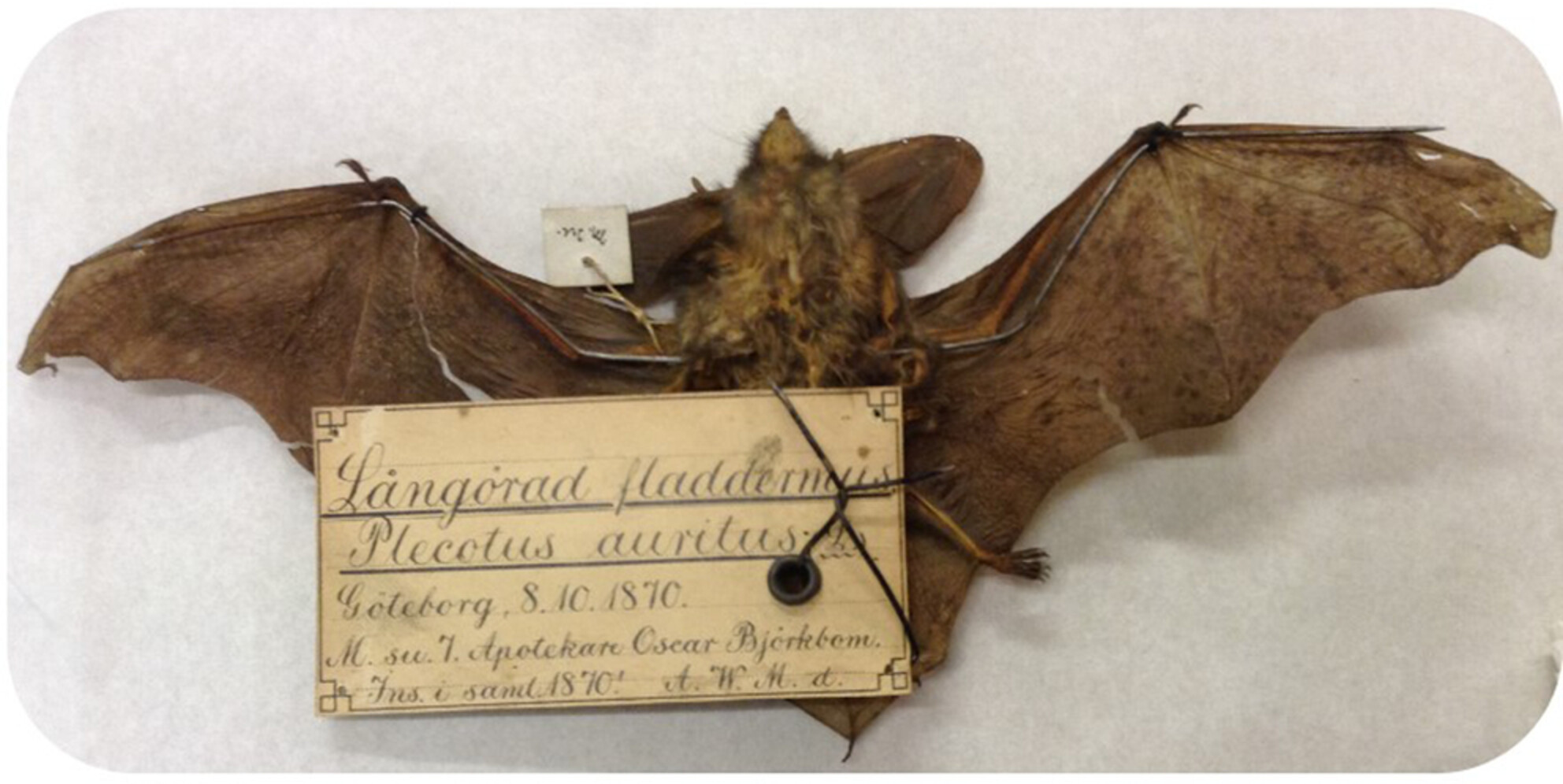 Variability in bat morphology is influenced by temperature and forest cover and their interactions