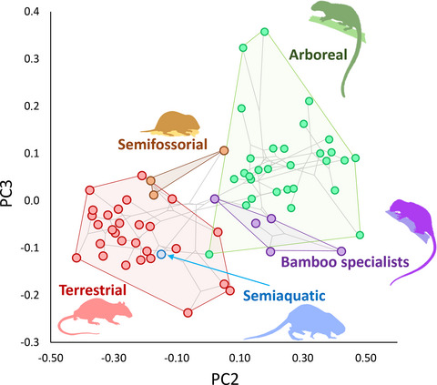 Historical and ecological influence in the evolutionary diversification of external morphology of neotropical spiny rats (Echimyidae, Rodentia)