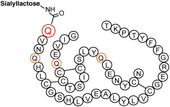 Site-Specific Introduction of Sialic Acid into Insulin