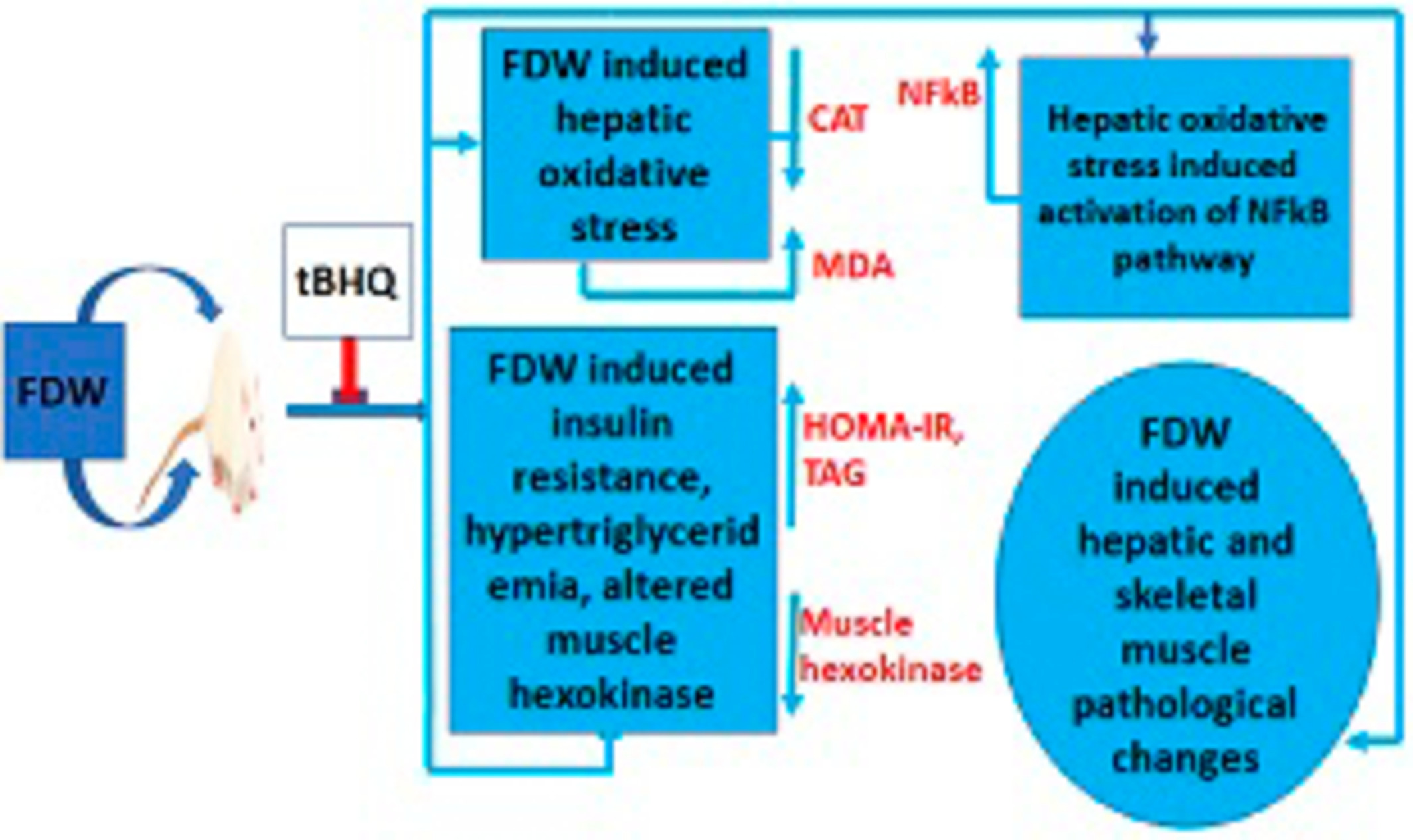 Tert-butylhydroquinone abrogates fructose-induced insulin resistance in rats via mitigation of oxidant stress, NFkB-mediated inflammation in the liver but not the skeletal muscle of high fructose drinking rats